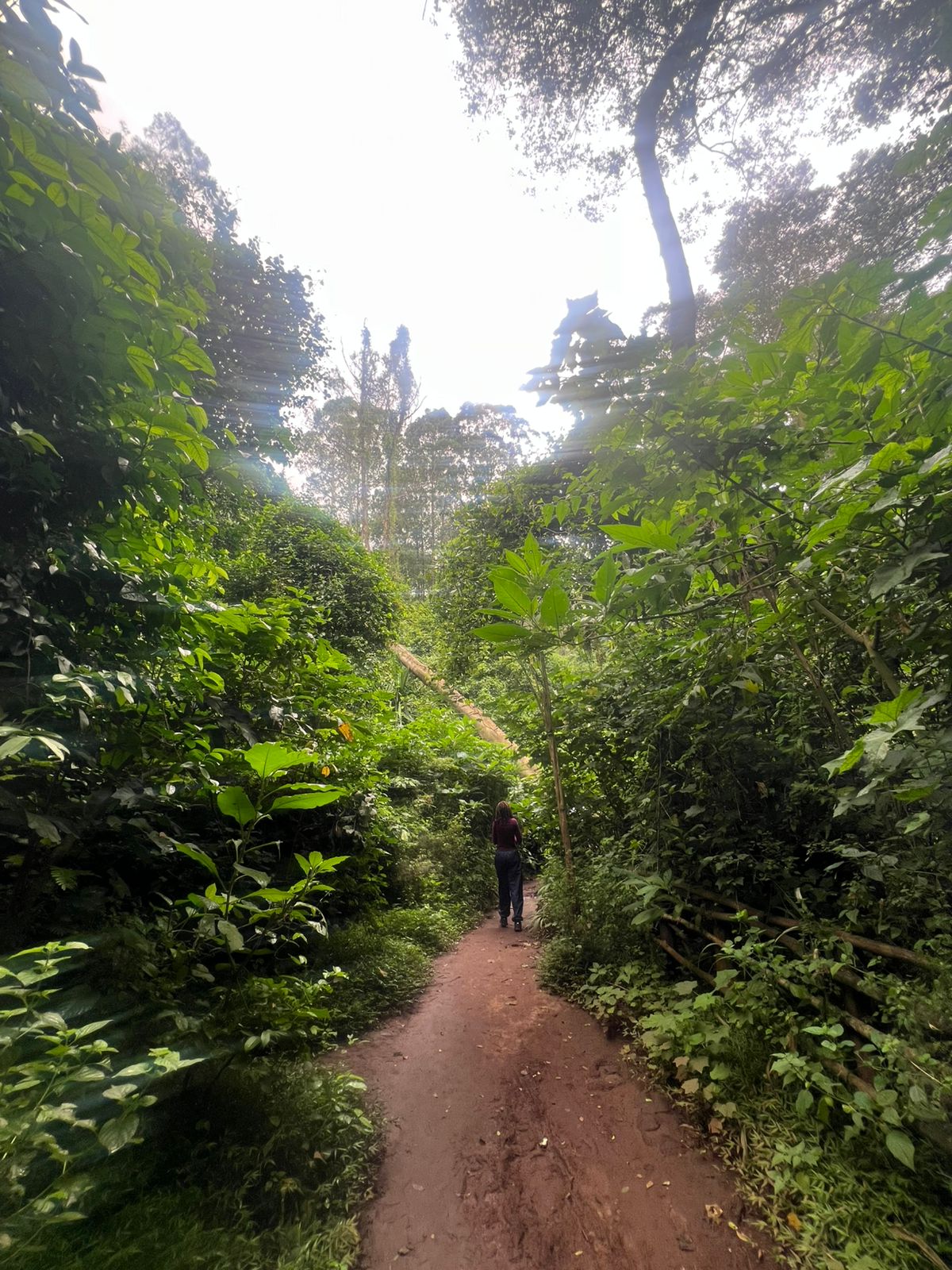 Red-dirt trail through Karura